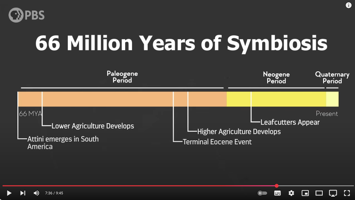66 Million Years of Symbiosis