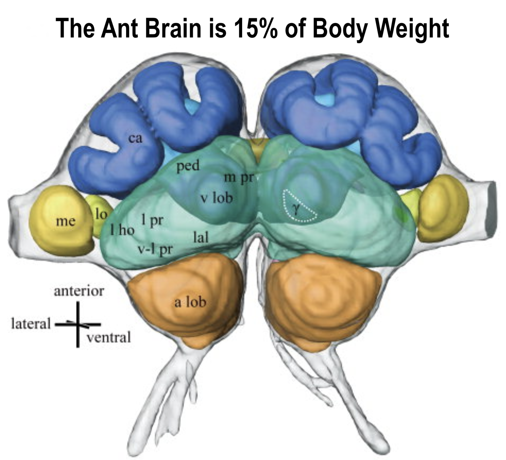 Ant Brain