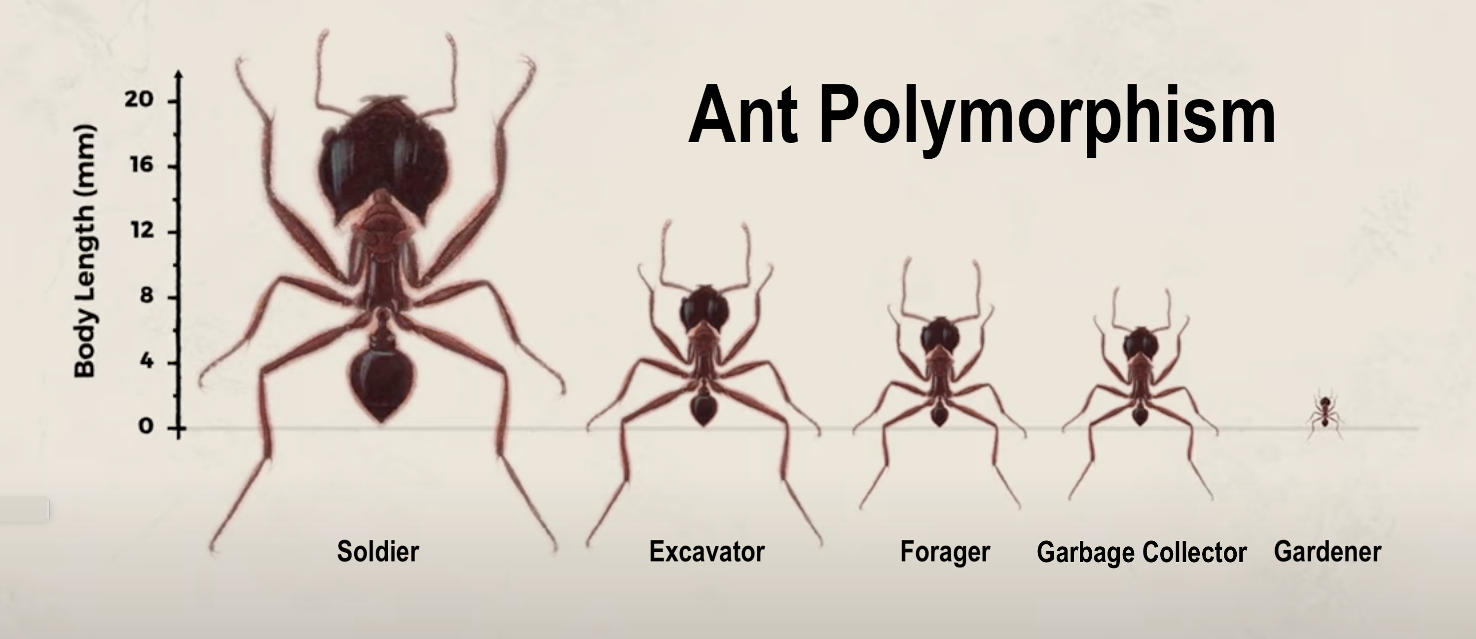 Ant Polymorhism