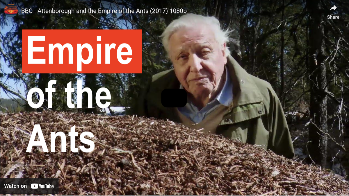BBC. Empire of Ants copy